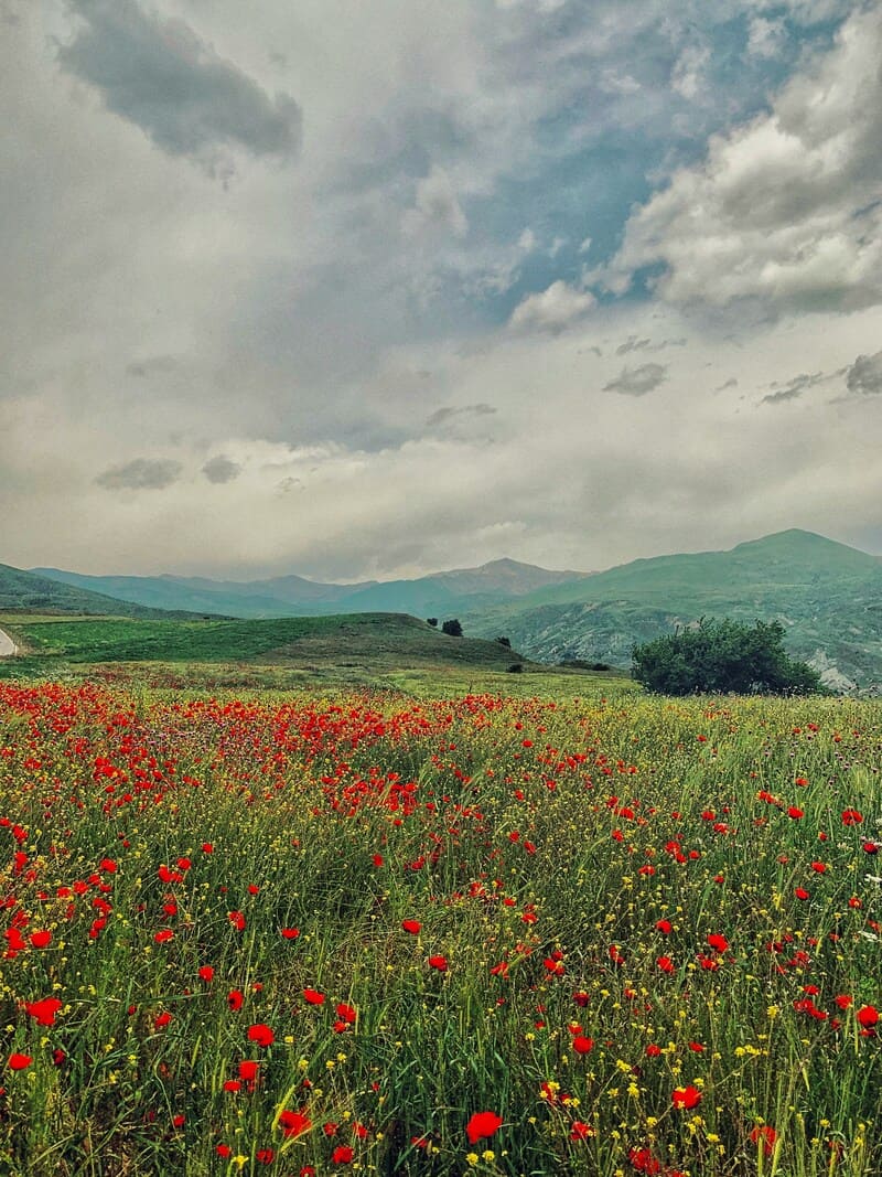 Spring wildflower meadow in the Azerbaijan Caucasus mountains