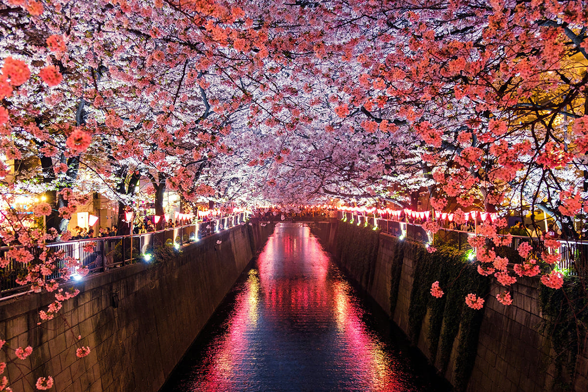 Cherry blossom trees lit up along a river at night in Japan