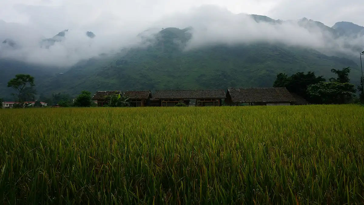 Rice fields and misty mountains in Du Gia Valley on the Ha Giang Loop