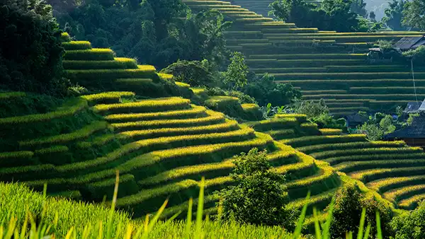 Terrazas de arroz verdes en Sapa, en el norte de Vietnam