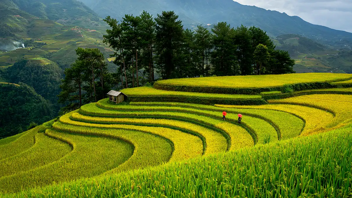 Sapa rice terraces in northern Vietnam