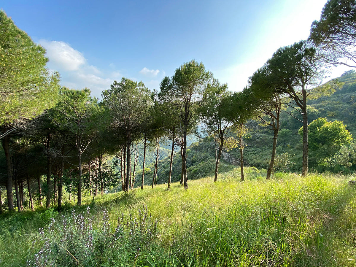 Sunlit cedar forest mountain trail in Lebanon