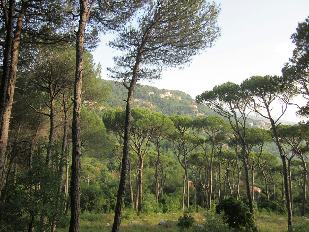 Forest trail through cedar and pine trees in the Chouf mountains of Lebanon