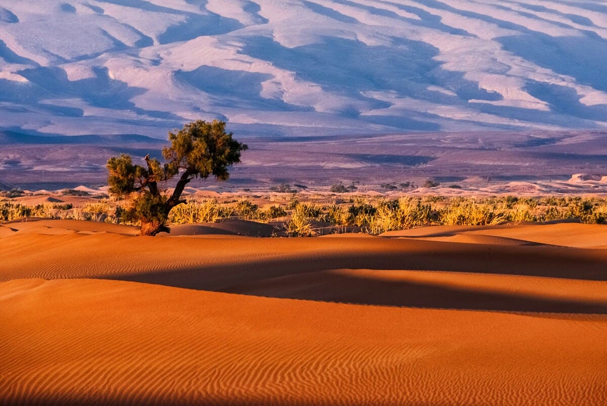 Orange Erg Chebbi Sahara Desert dunes with a lone tree in Morocco