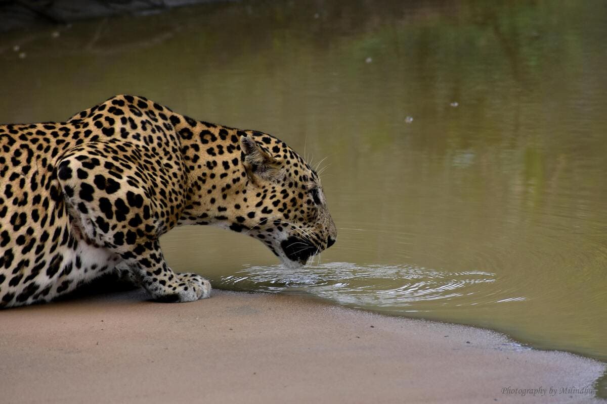 Safari en el Parque Nacional de Yala, en Sri Lanka