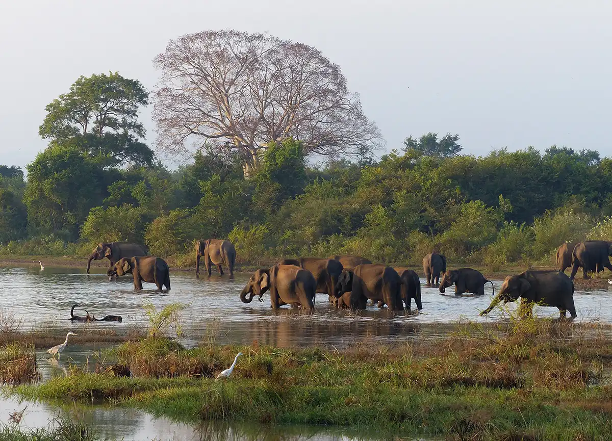 Safari de elefantes en el Parque Nacional de Udawalawe, Sri Lanka