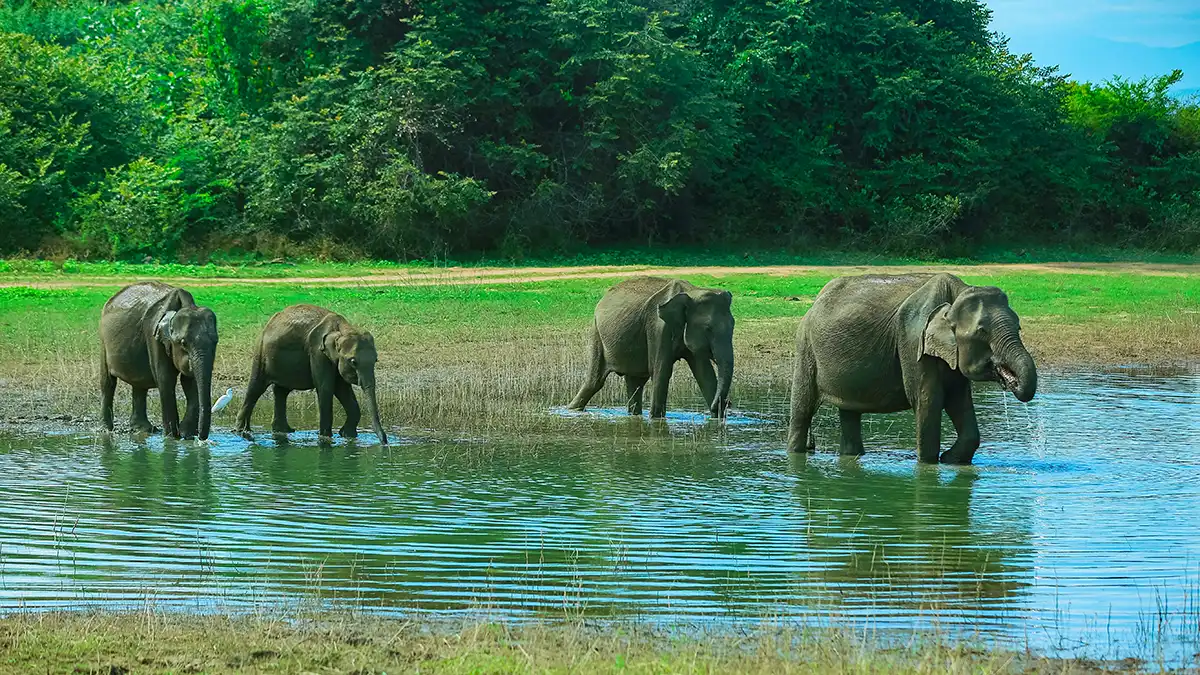 Elefantes salvajes en un safari económico en el Parque Nacional de Udawalawe