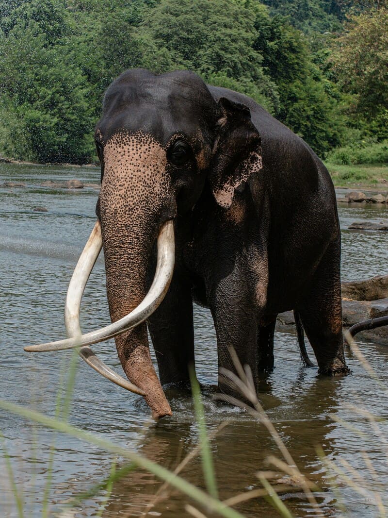 Un elefante de Sri Lanka de pie en un río, rodeado de un bosque frondoso