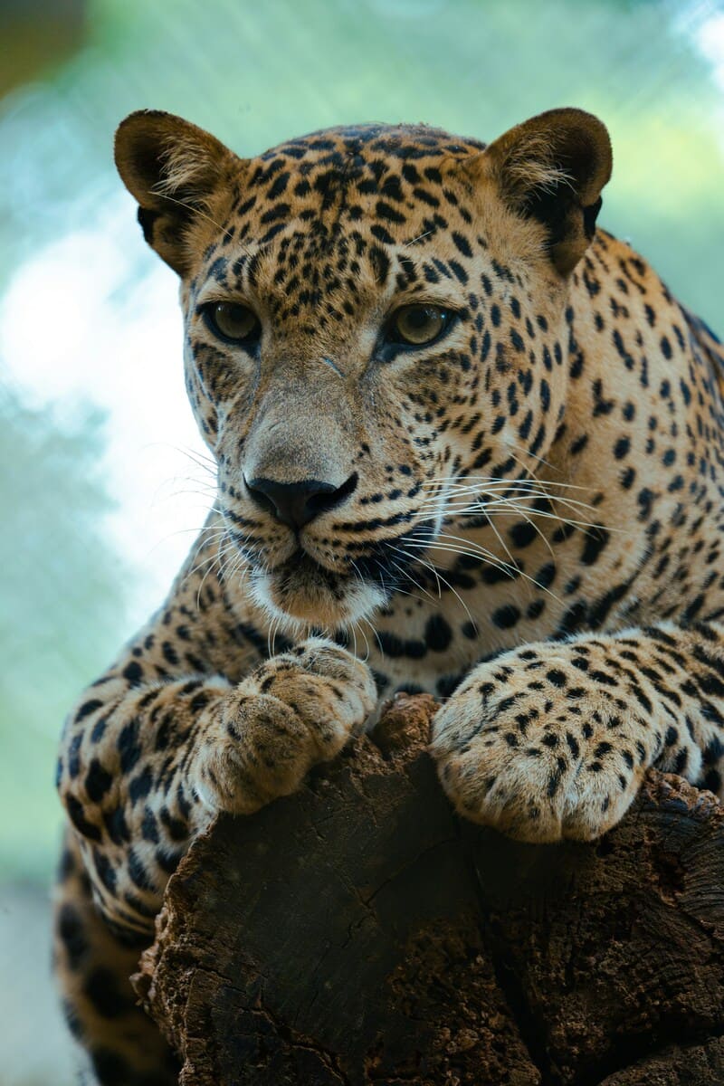Primer plano de un leopardo de Sri Lanka descansando en un árbol en el Parque Nacional de Yala