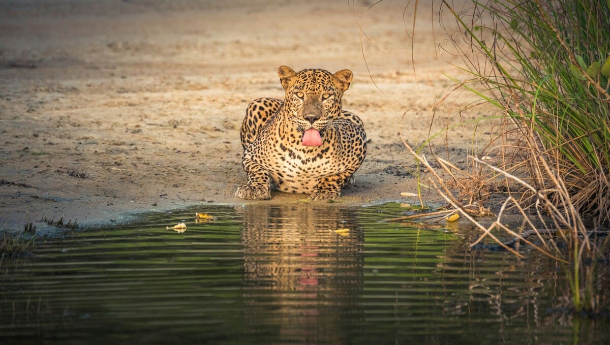 Un leopardo de Sri Lanka descansando junto a un abrevadero en el Parque Nacional de Yala