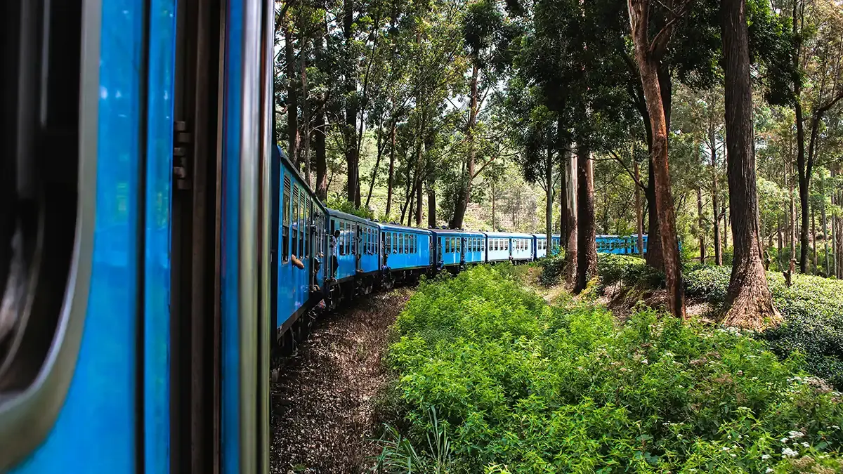 Tren azul curvando entre plantaciones de té visto desde otro vagón
