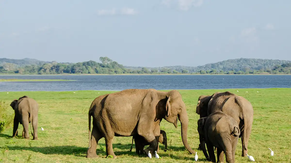 Elephants in Minneriya National Park near Sigiriya