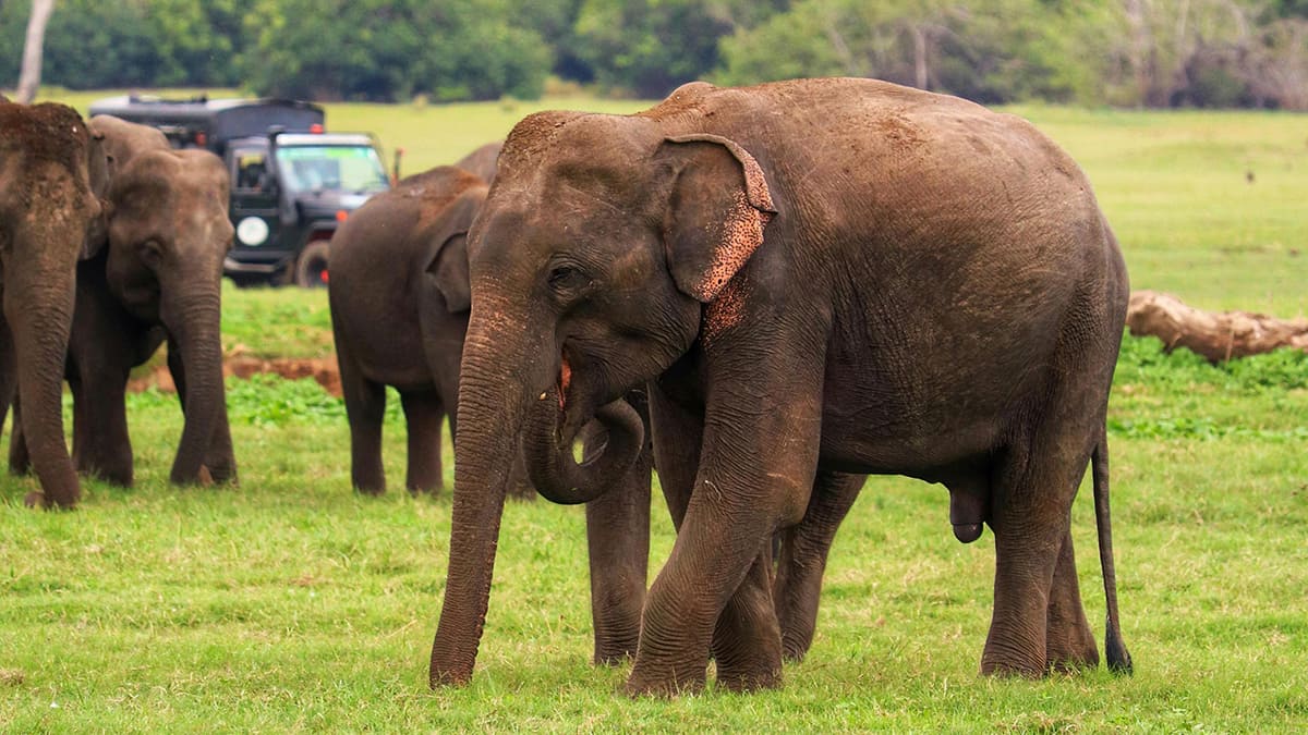 Una manada de elefantes de Sri Lanka pastando en una exuberante pradera verde del Parque Nacional de Minneriya, con un jeep de safari al fondo durante una excursión para observar la vida silvestre.