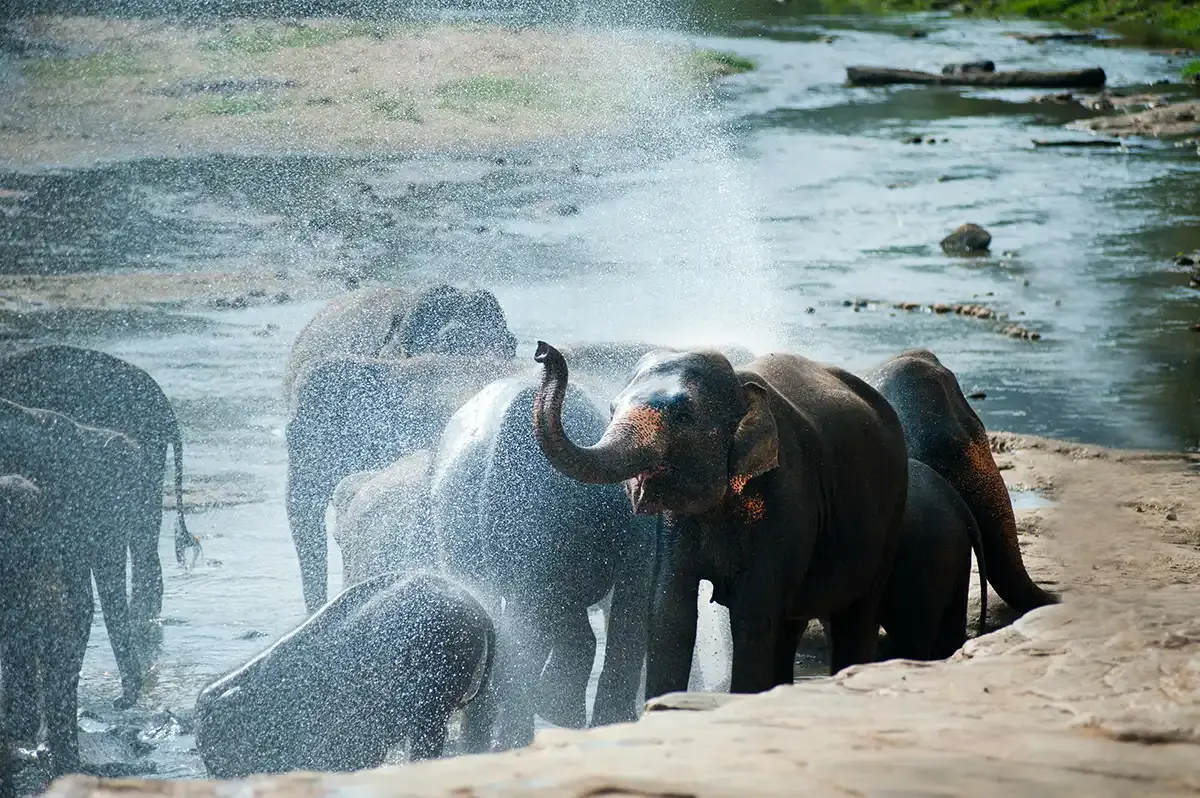Imagen principal de Yala o Udawalawe: qué safari elegir en Sri Lanka
