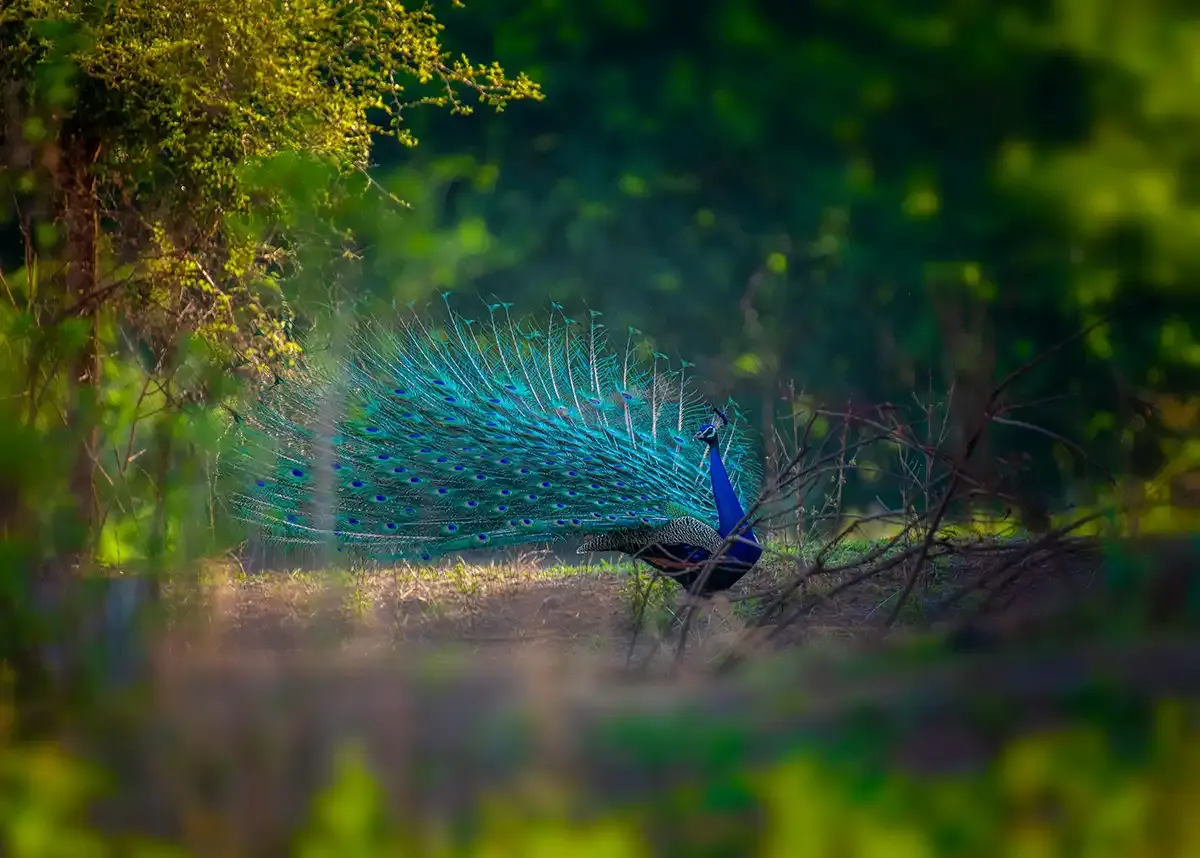 Pavo real en el bosque de un parque nacional de Sri Lanka