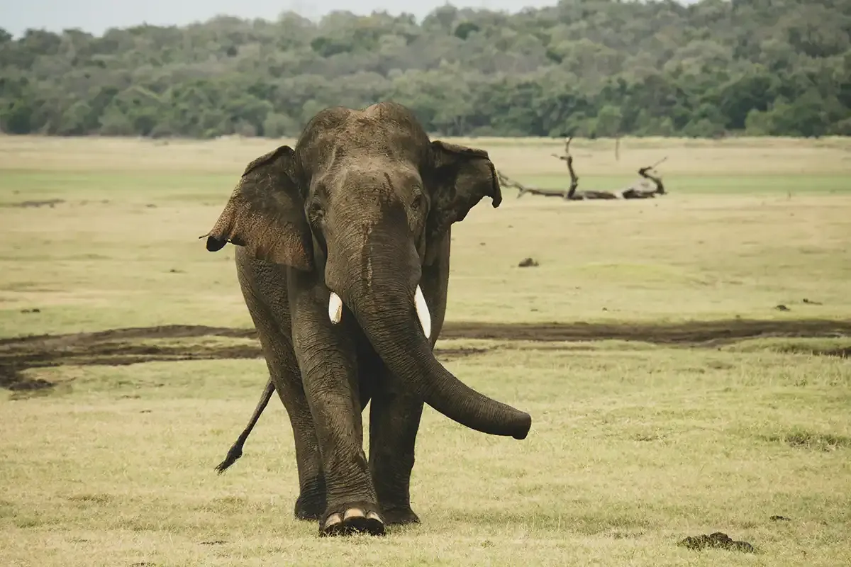 Un elefante caminando por el Parque Nacional de Udawalawe en Sri Lanka