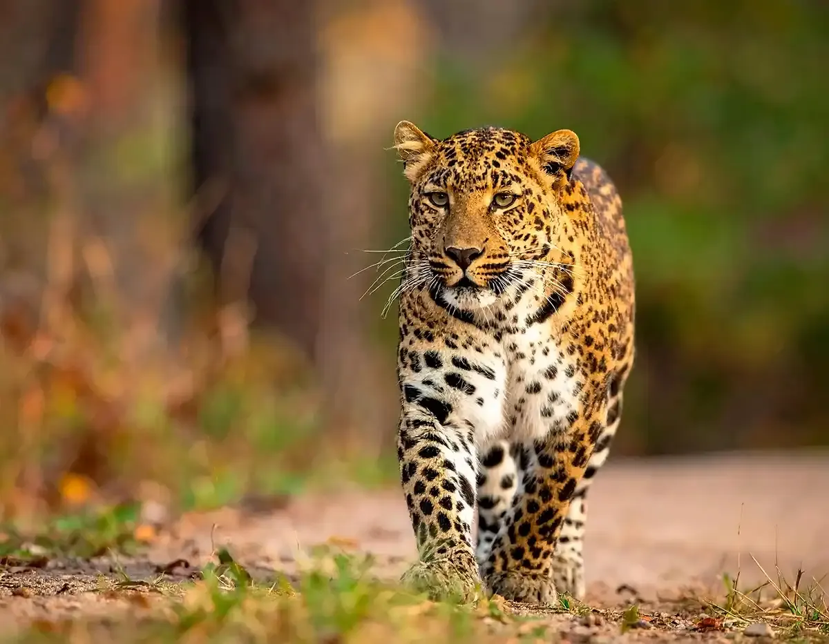 Leopardo de Sri Lanka en el Parque Nacional de Yala