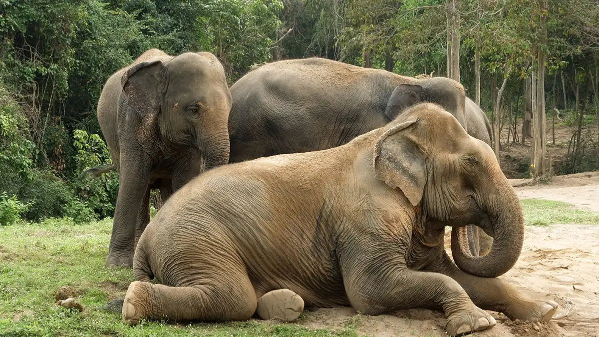 Elephants resting in a forested sanctuary setting in Thailand