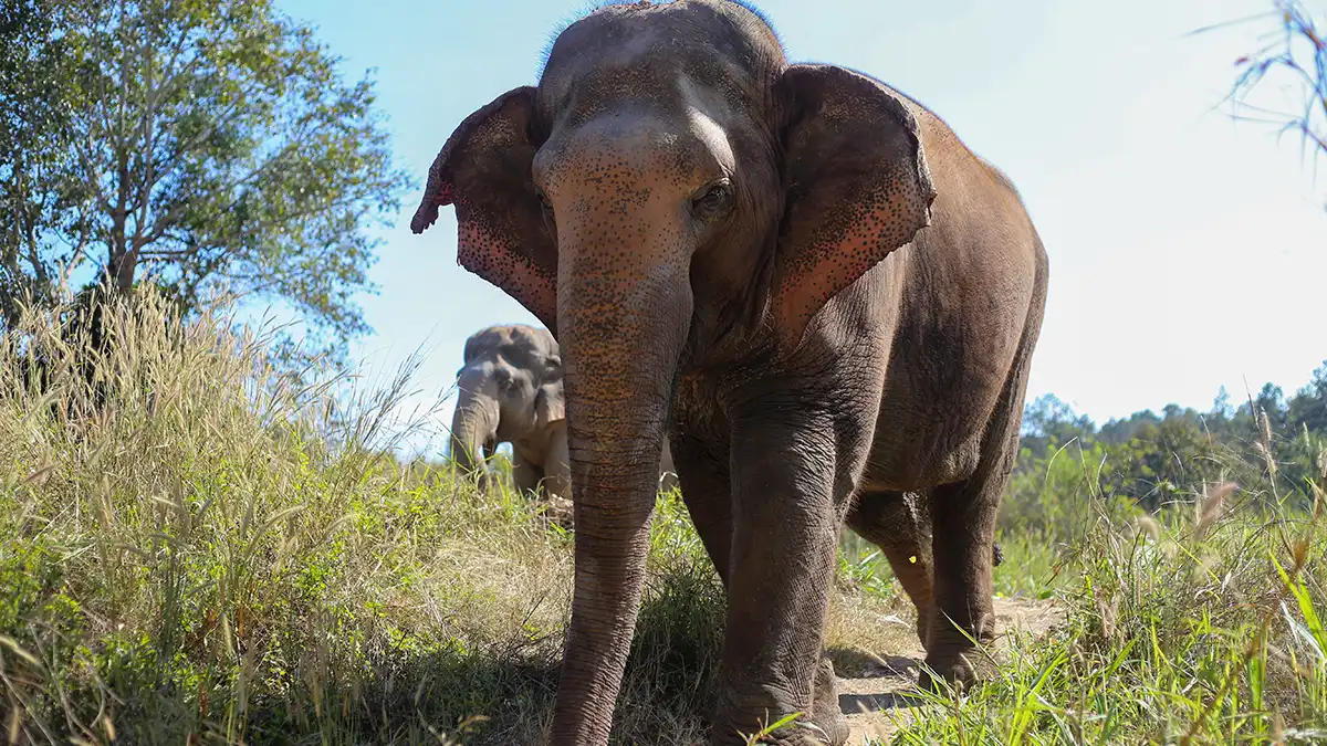 Elephants resting in a forested sanctuary setting in Thailand