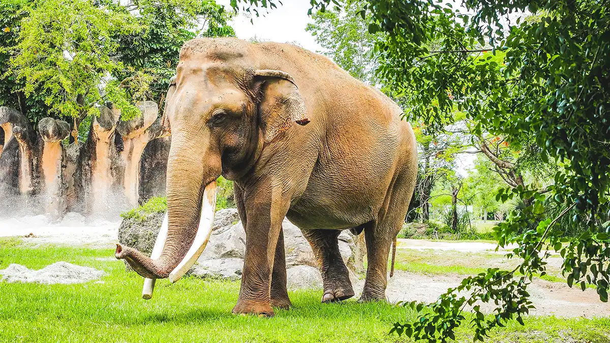Elephant walking in a green natural setting in Thailand