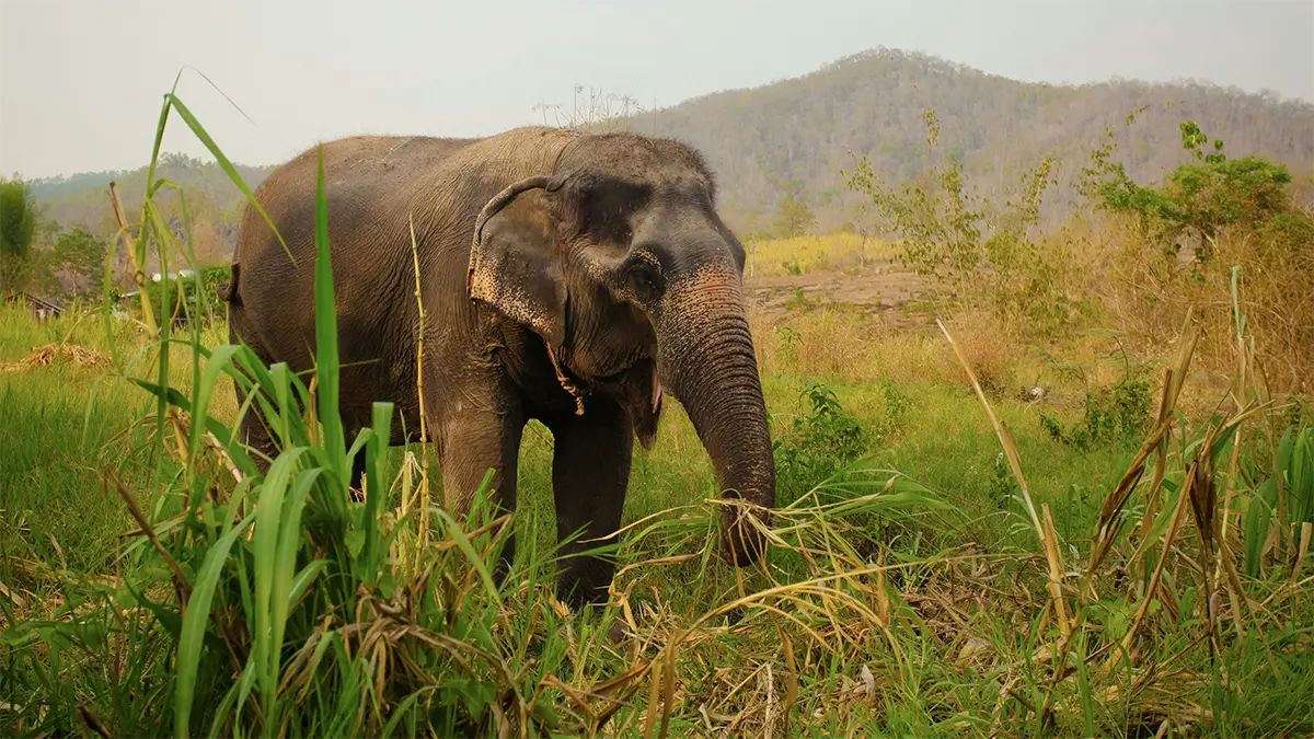 Elephants walking through a green setting in Thailand